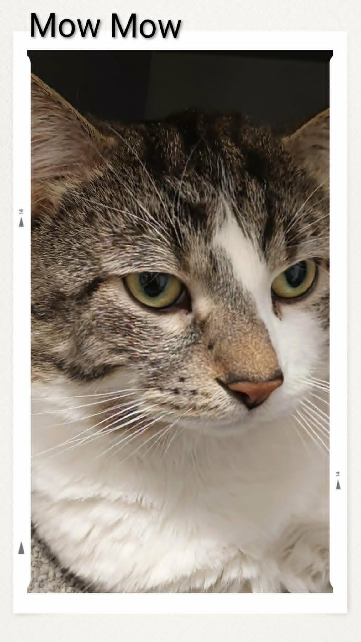 Enlarge Mow Mow, a Adoptable Domestic Short Hair in Caistor Centre, ON image 1/1