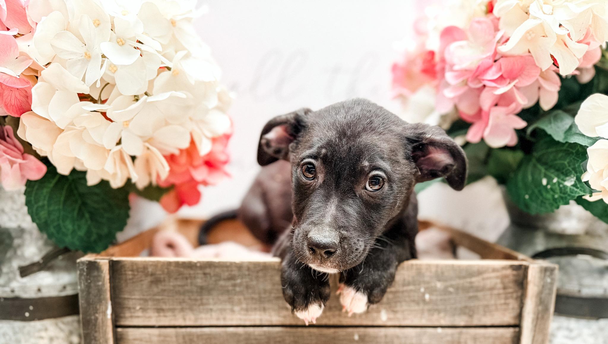 Enlarge Angora , a Adoptable Labrador Retriever in Newberg, OR image 1/1
