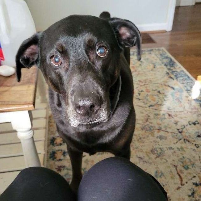 Moss, Senior Male Labrador Retriever