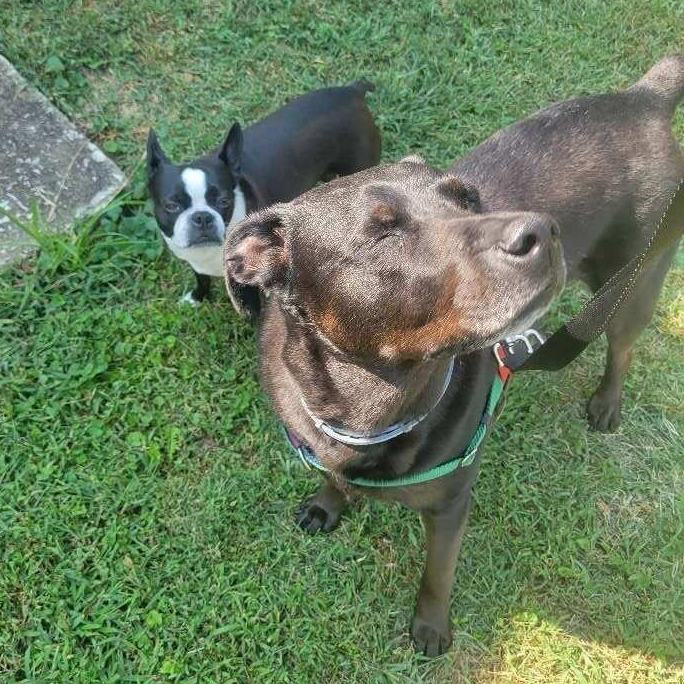 Moss, a Adoptable mixed breed in Mission, KS image 4/5