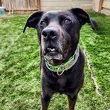 Moss, a Adoptable mixed breed in Mission, KS image 2/5