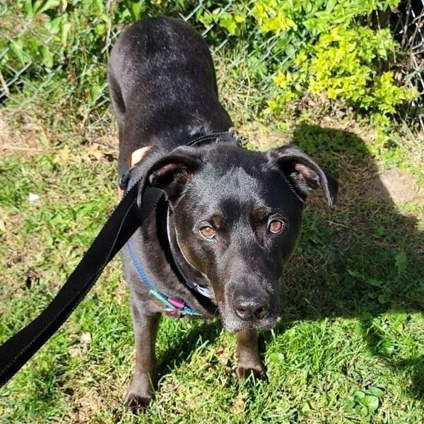 Moss, a Adoptable mixed breed in Mission, KS image 5/5