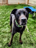 Moss, a Adoptable mixed breed in Mission, KS image 3/5