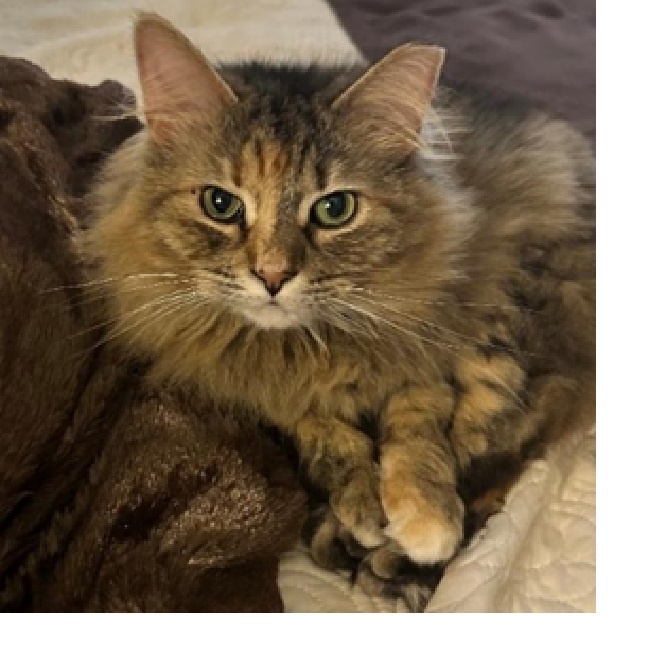 Enlarge Khloe, a Adoptable Tabby in Spring, TX image 1/1