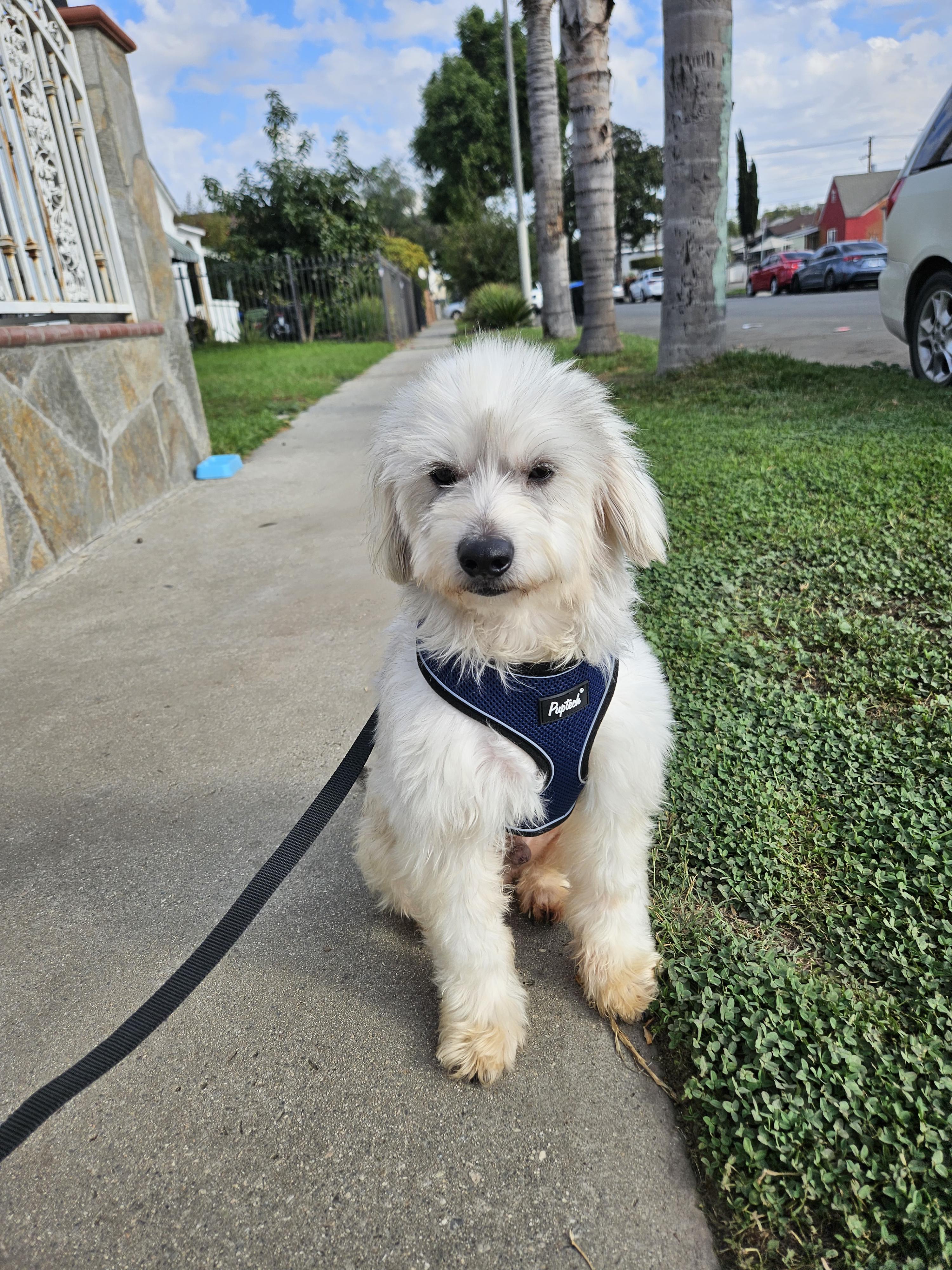 Diésel, Adoptable, Adult Male Maltese.