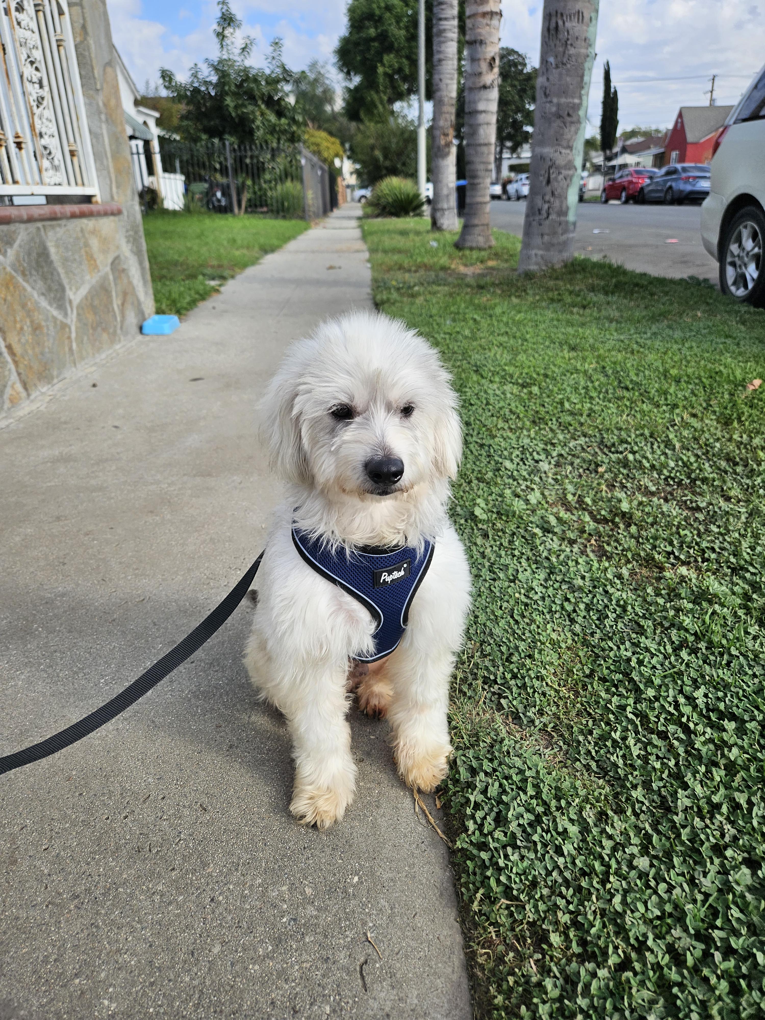 Diésel, an adoptable Maltese in Los Angeles, CA, 90002 | Photo Image 2