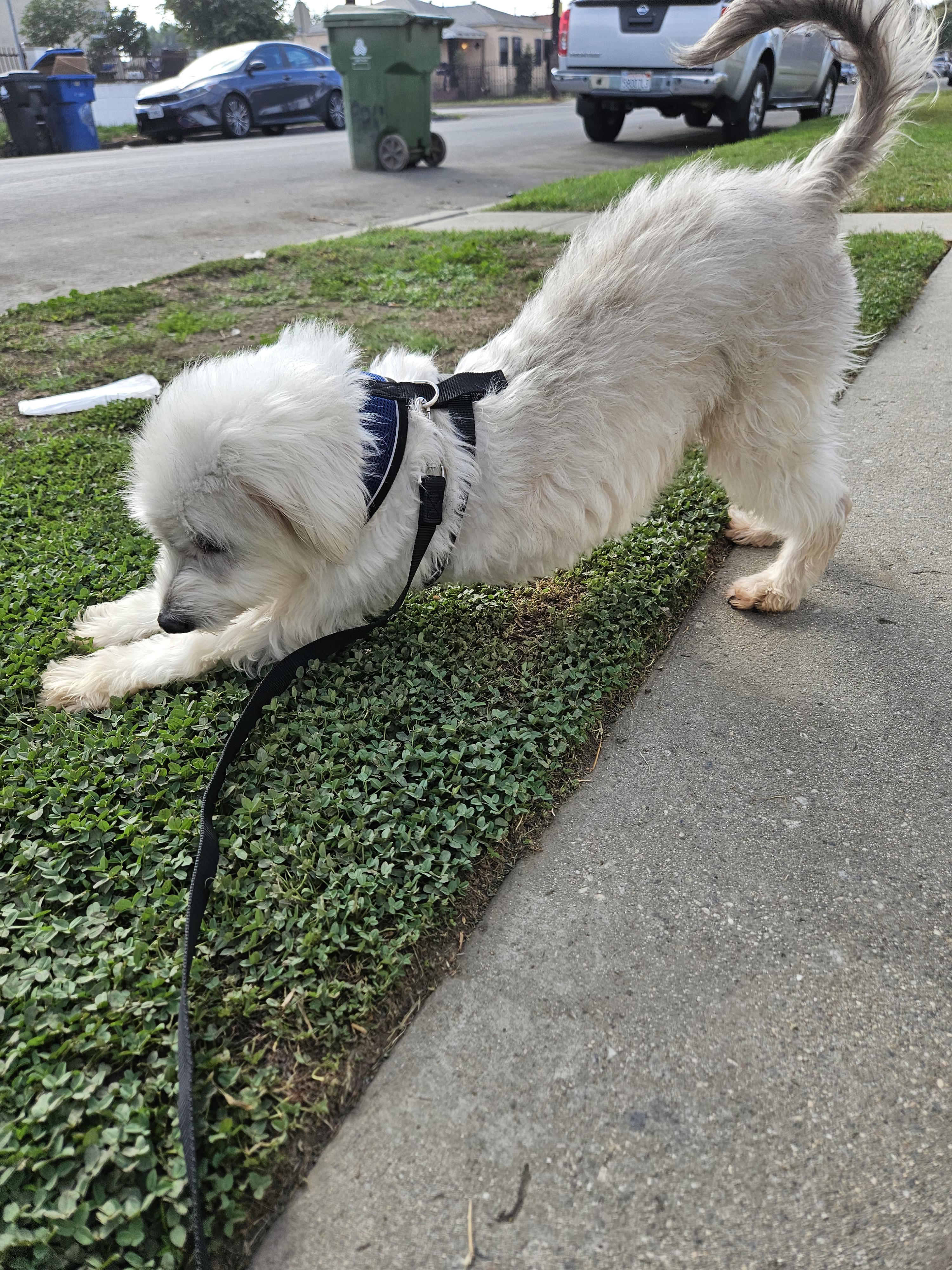 Diésel, an adoptable Maltese in Los Angeles, CA, 90002 | Photo Image 1