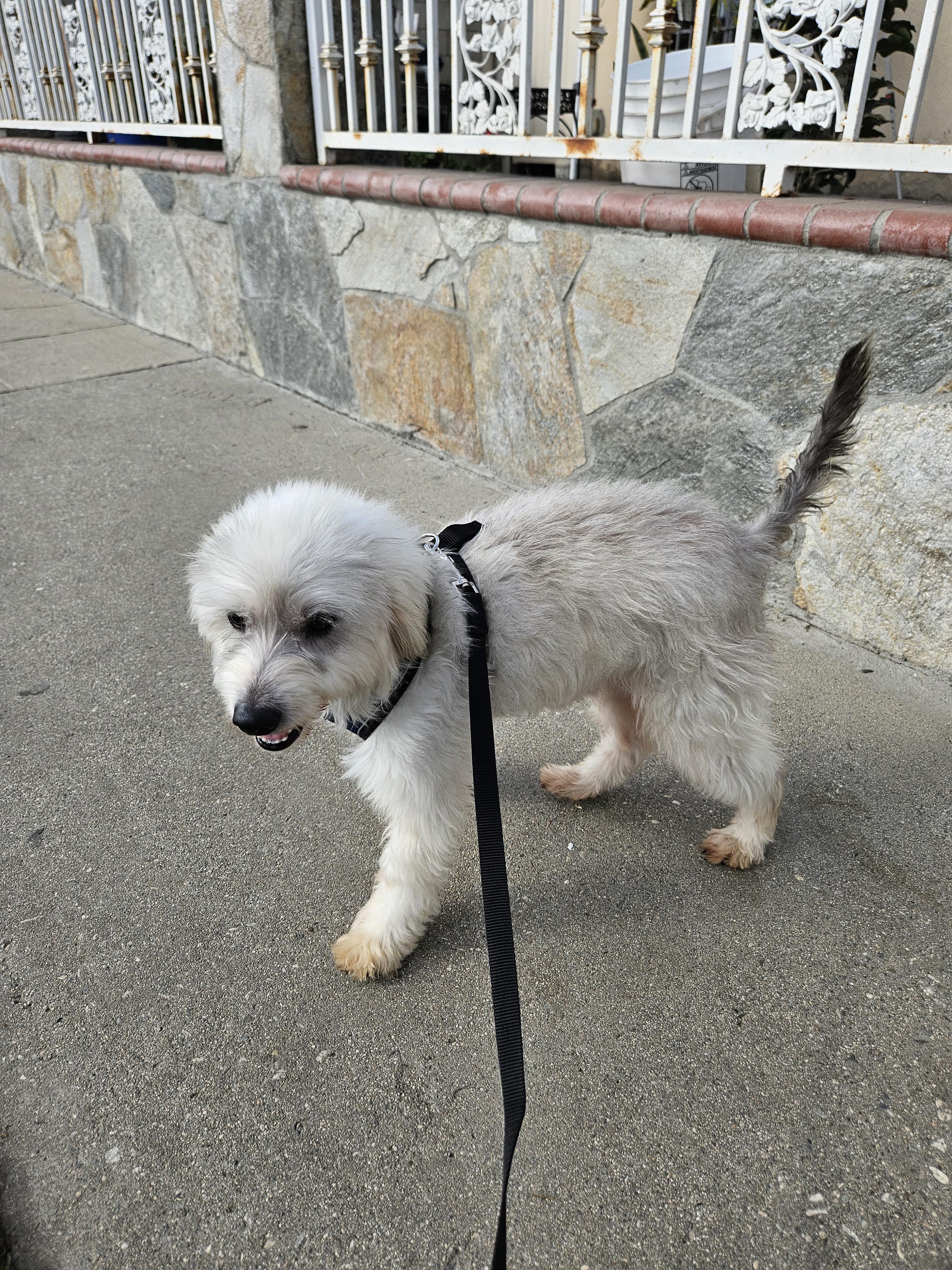 Diésel, an adoptable Maltese in Los Angeles, CA, 90002 | Photo Image 4