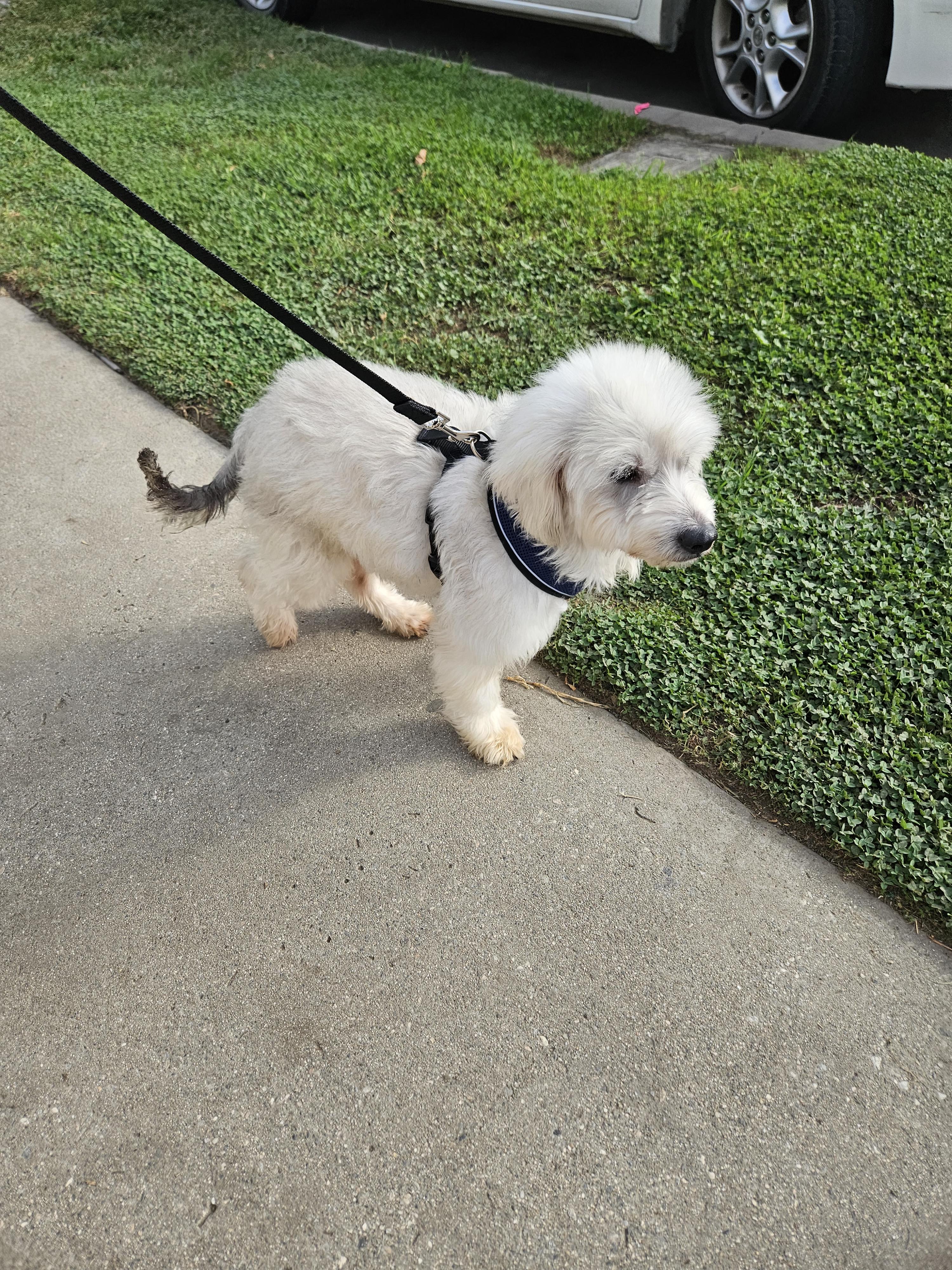 Diésel, an adoptable Maltese in Los Angeles, CA, 90002 | Photo Image 5