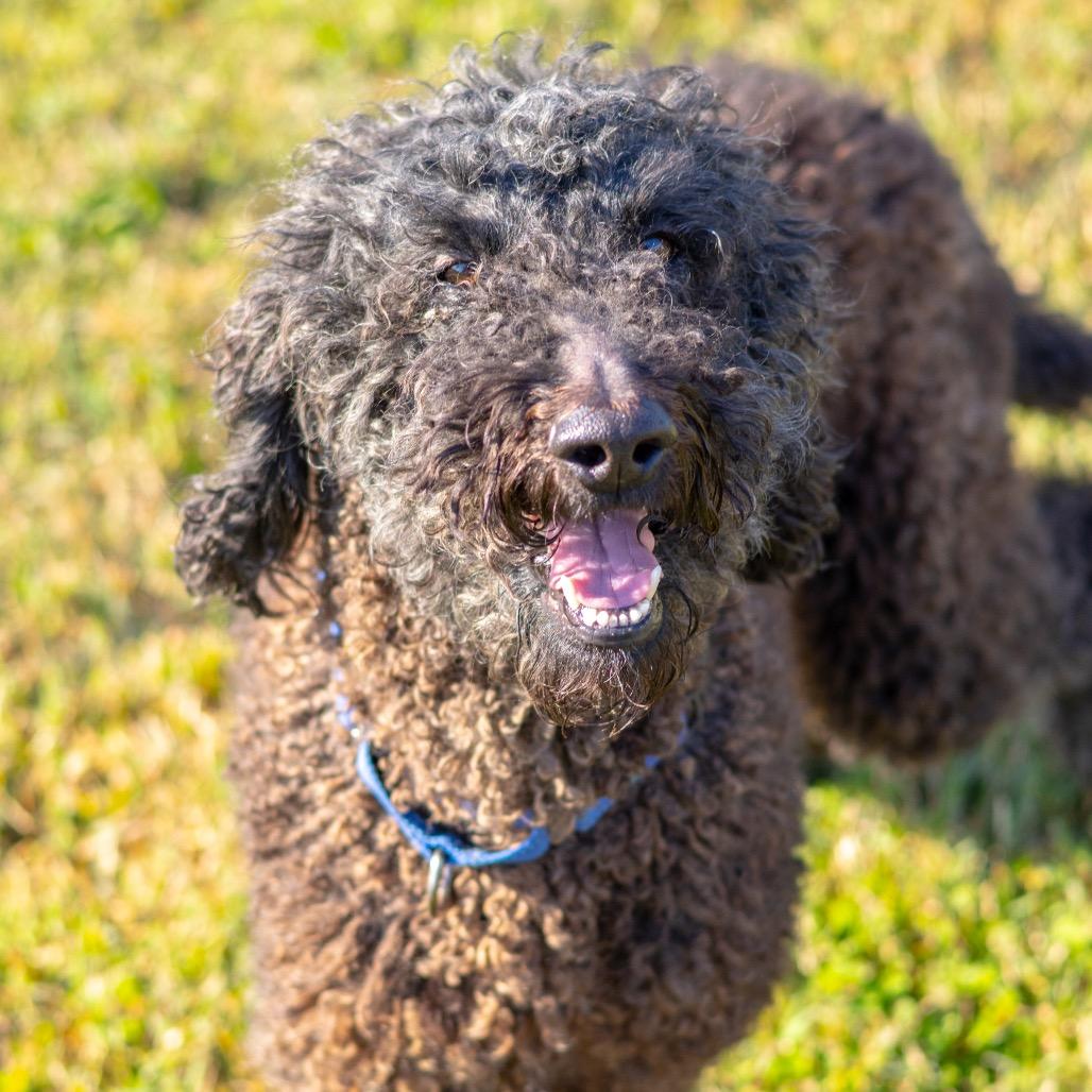 Layden, Adoptable, Adult Female Standard Poodle.