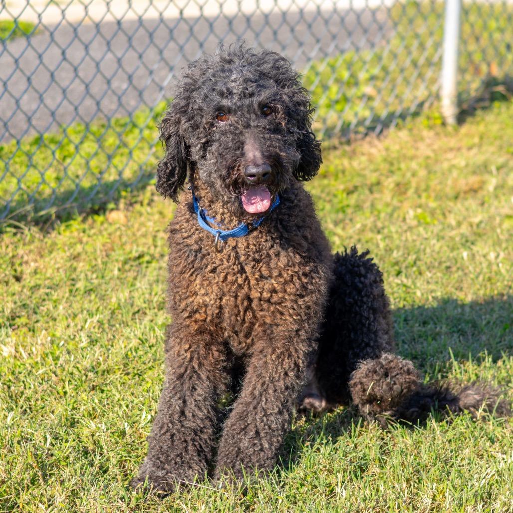 Enlarge Layden, a Adoptable Standard Poodle in Wilmington, DE image 3/6