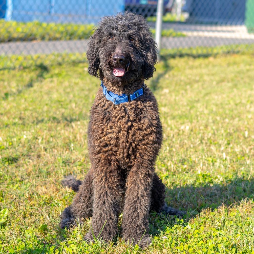 Enlarge Layden, a Adoptable Standard Poodle in Wilmington, DE image 5/6