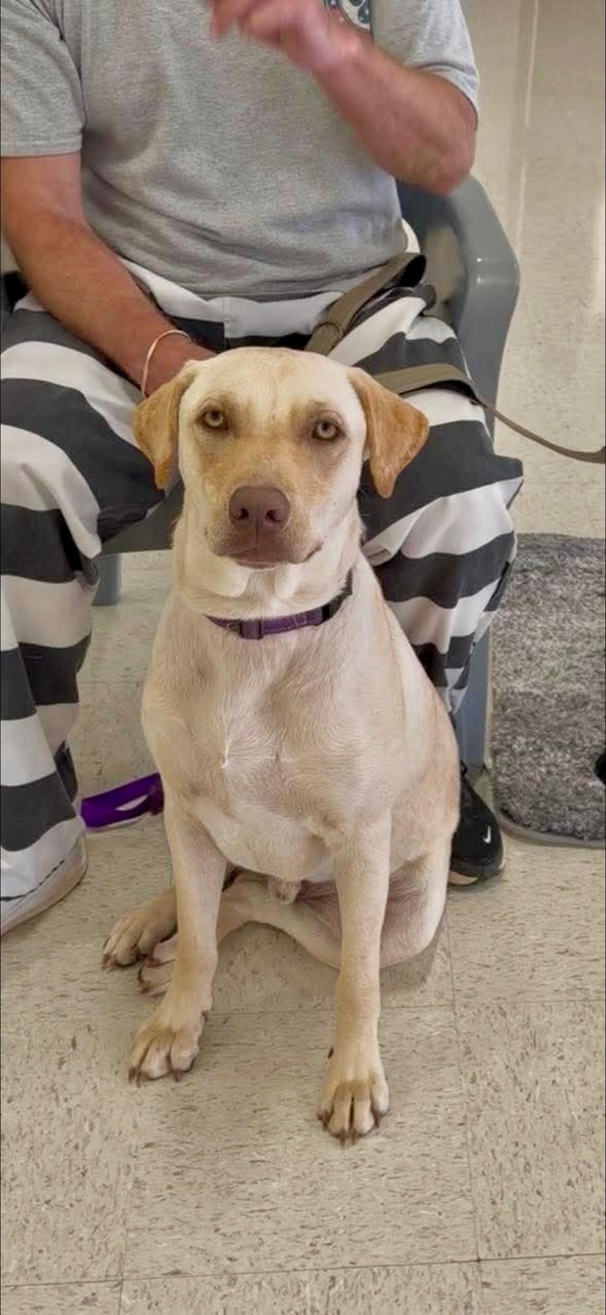 Dobby, a ADOPTABLE mixed breed in seaside heights, NJ image 3/3