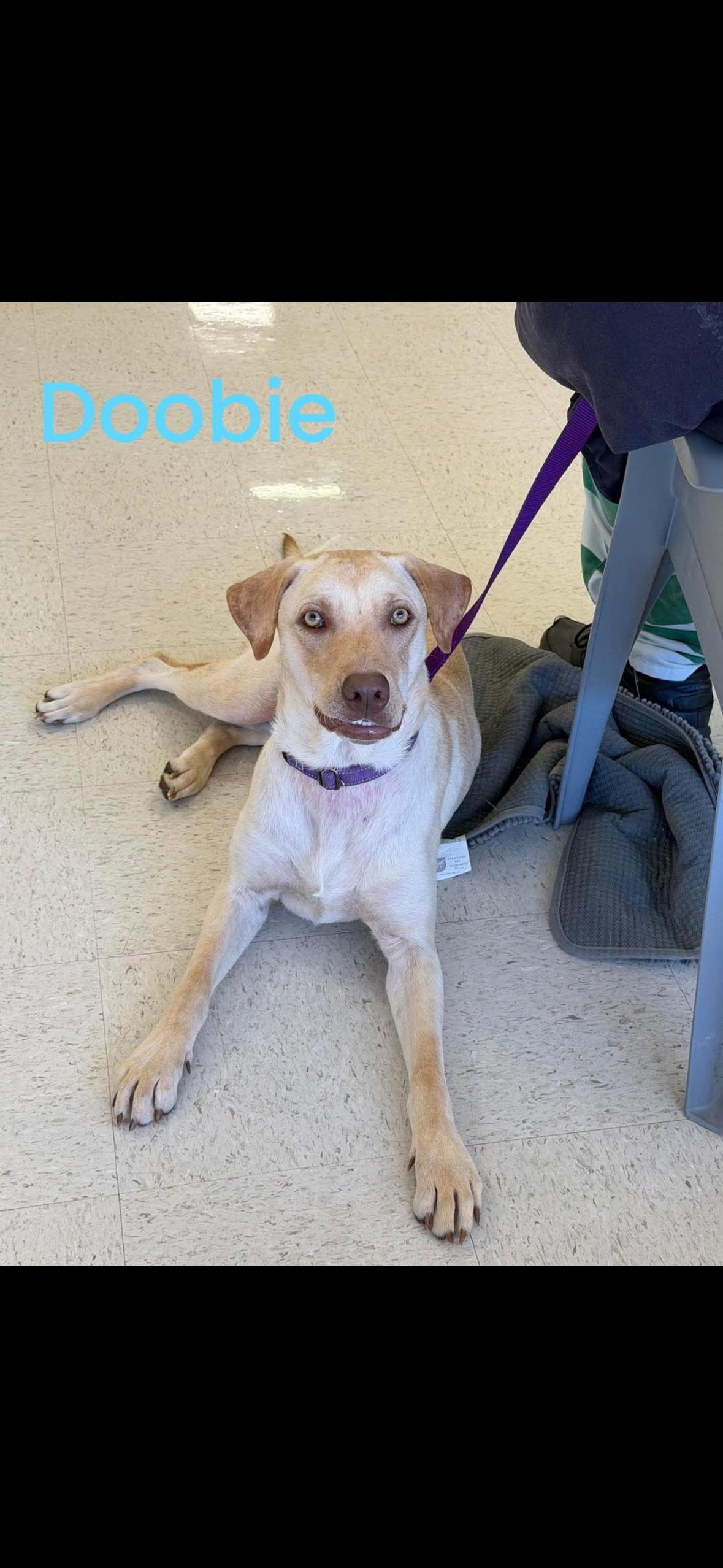 Dobby, a ADOPTABLE mixed breed in seaside heights, NJ image 2/3