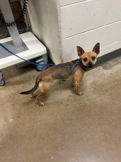 Enlarge Toaster, a Adoptable mixed breed in Irving, TX image 1/1