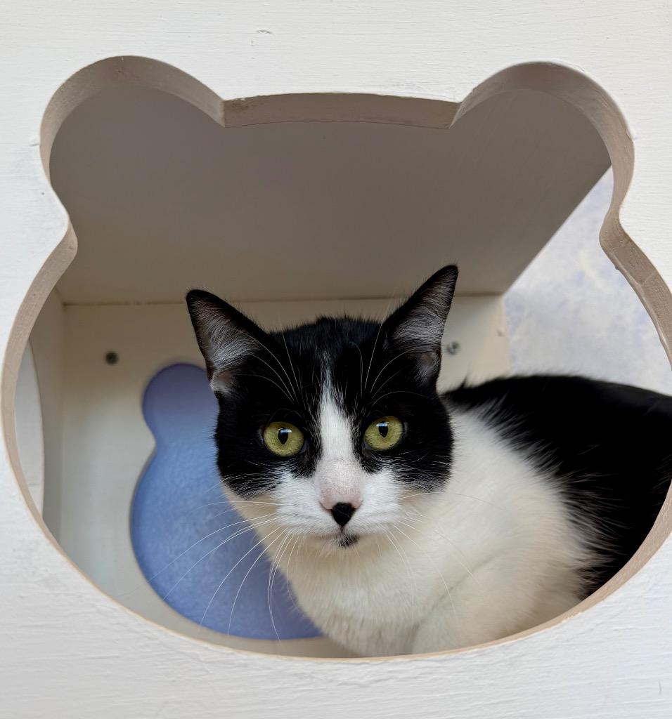 Dakota, Adoptable, Young Female Domestic Short Hair.