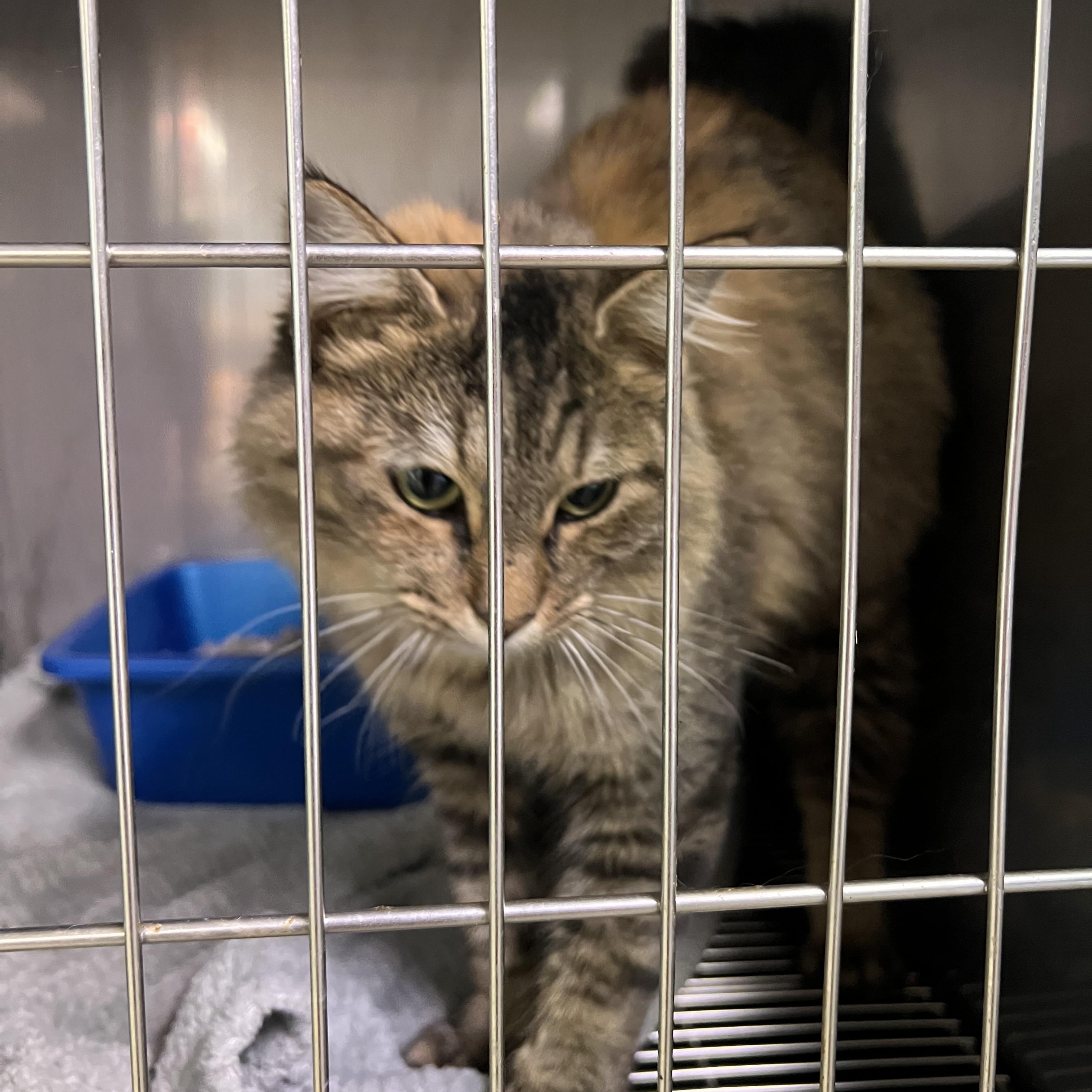 Enlarge Snickers, a Adoptable Domestic Long Hair in sparta, NC image 1/2