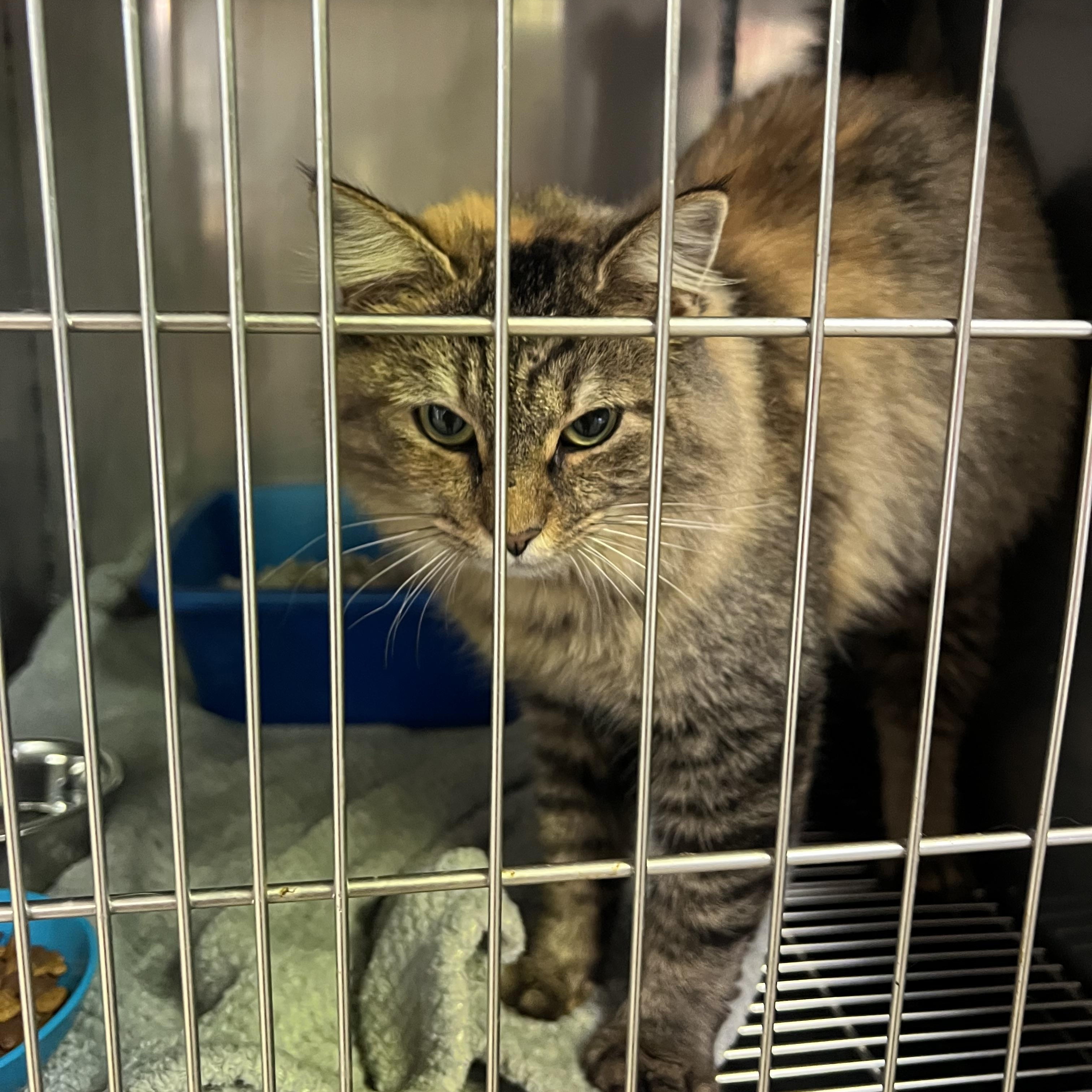 Enlarge Snickers, a Adoptable Domestic Long Hair in sparta, NC image 2/2