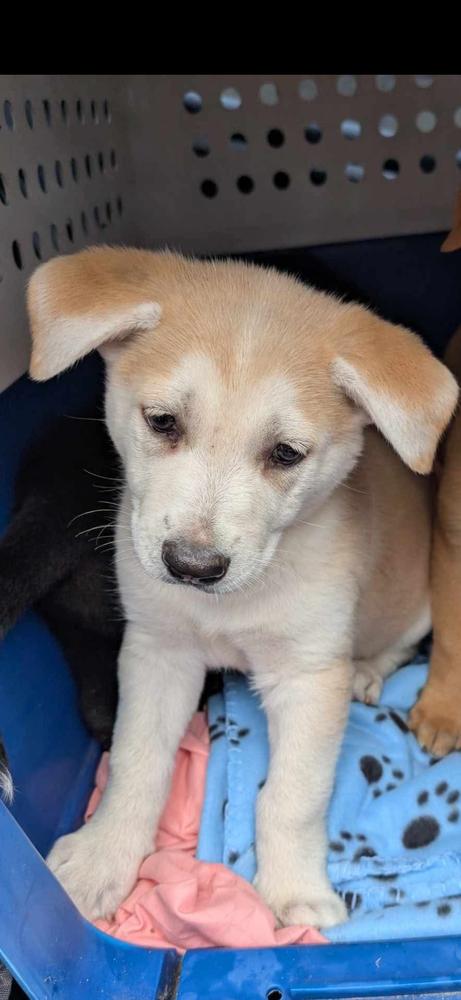 Glinda, Adopted, Puppy Female German Shepherd Dog.