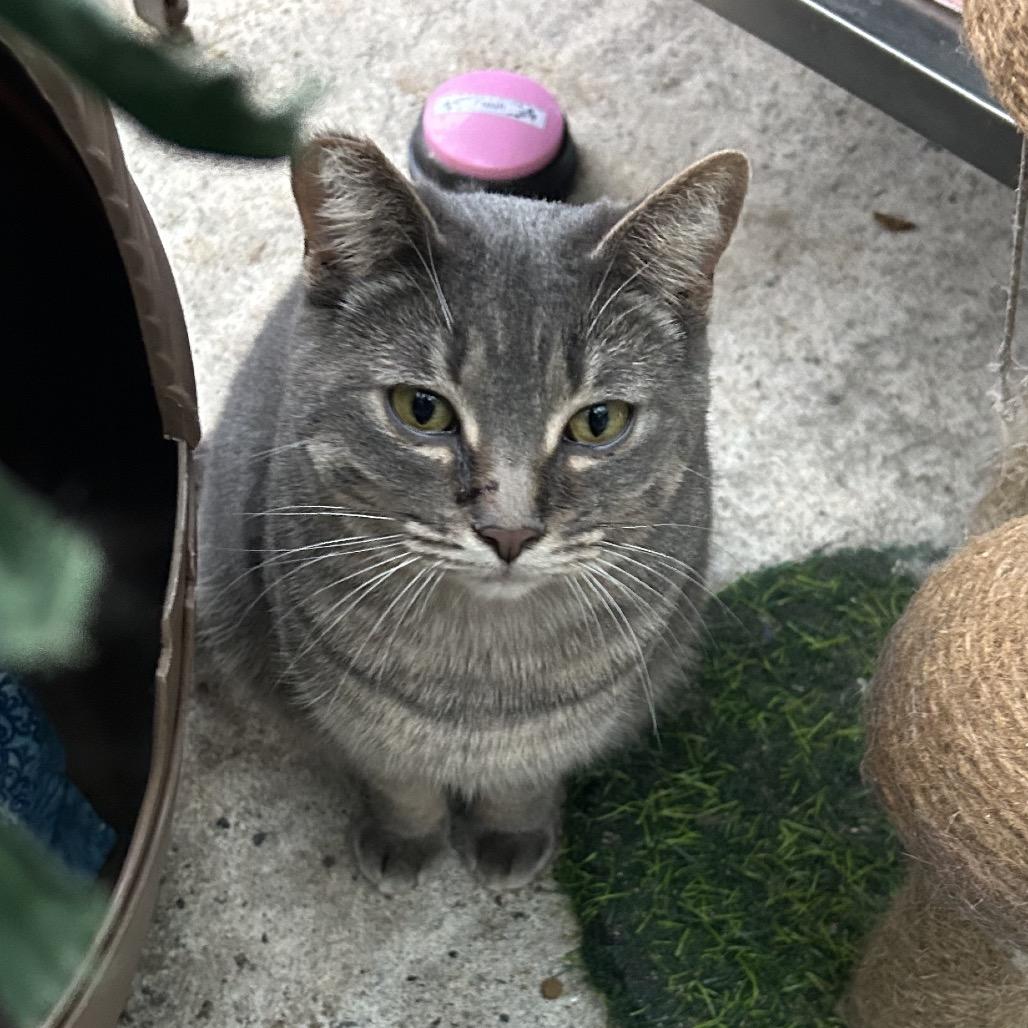 Nubia, Adoptable, Adult Female Domestic Short Hair.