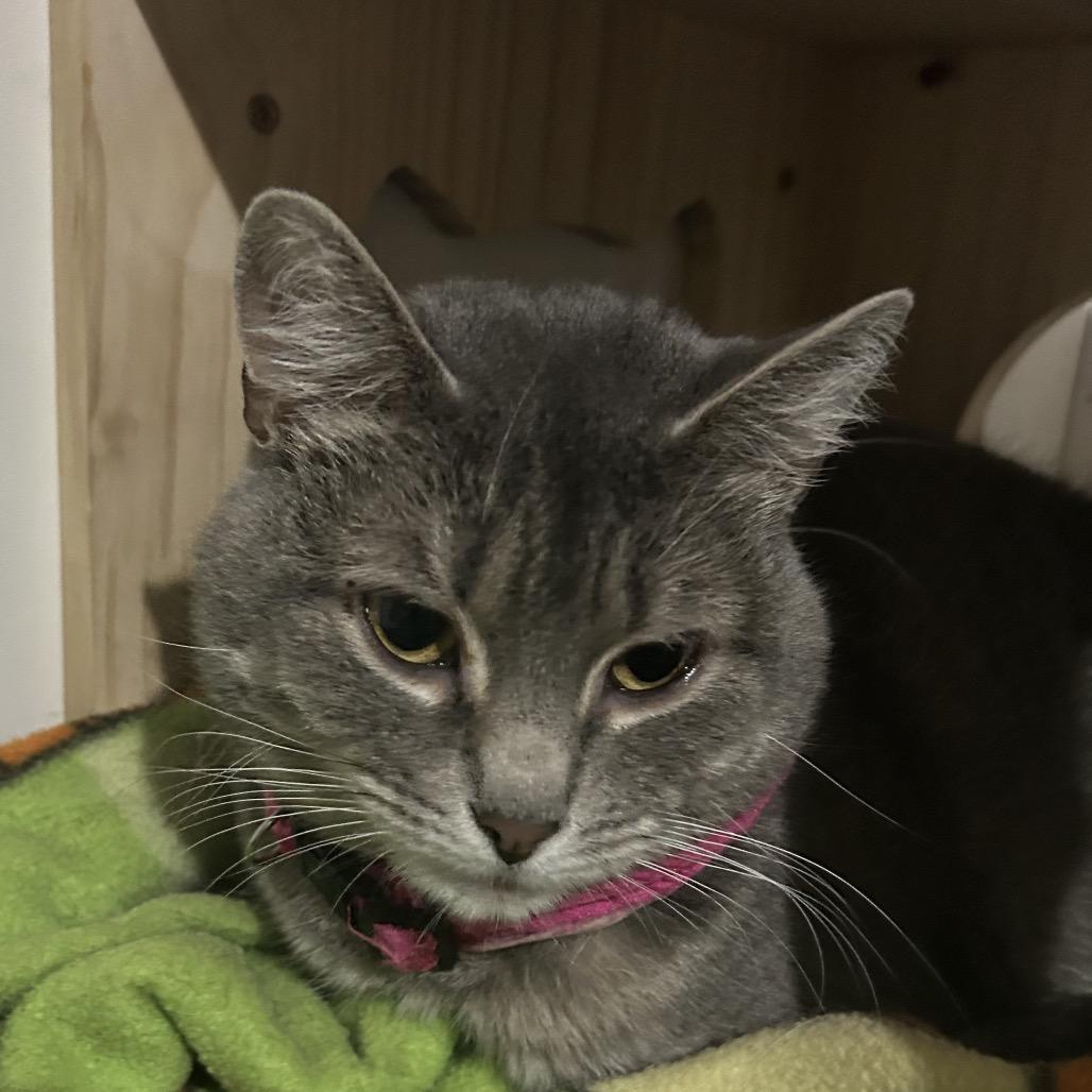 Enlarge Nubia, a Adoptable Domestic Short Hair in Veneta, OR image 1/2