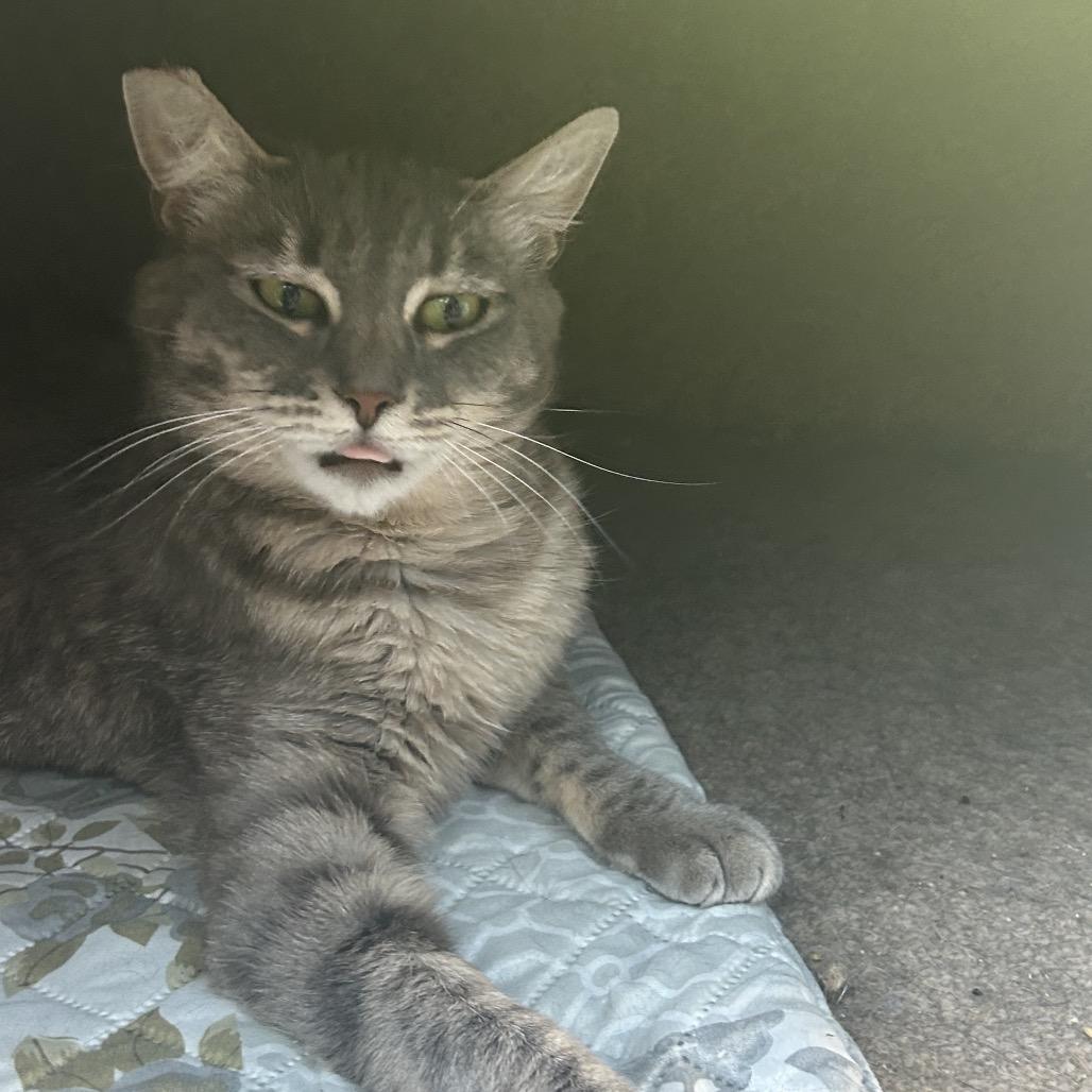 Enlarge Nubia, a Adoptable Domestic Short Hair in Veneta, OR image 2/2