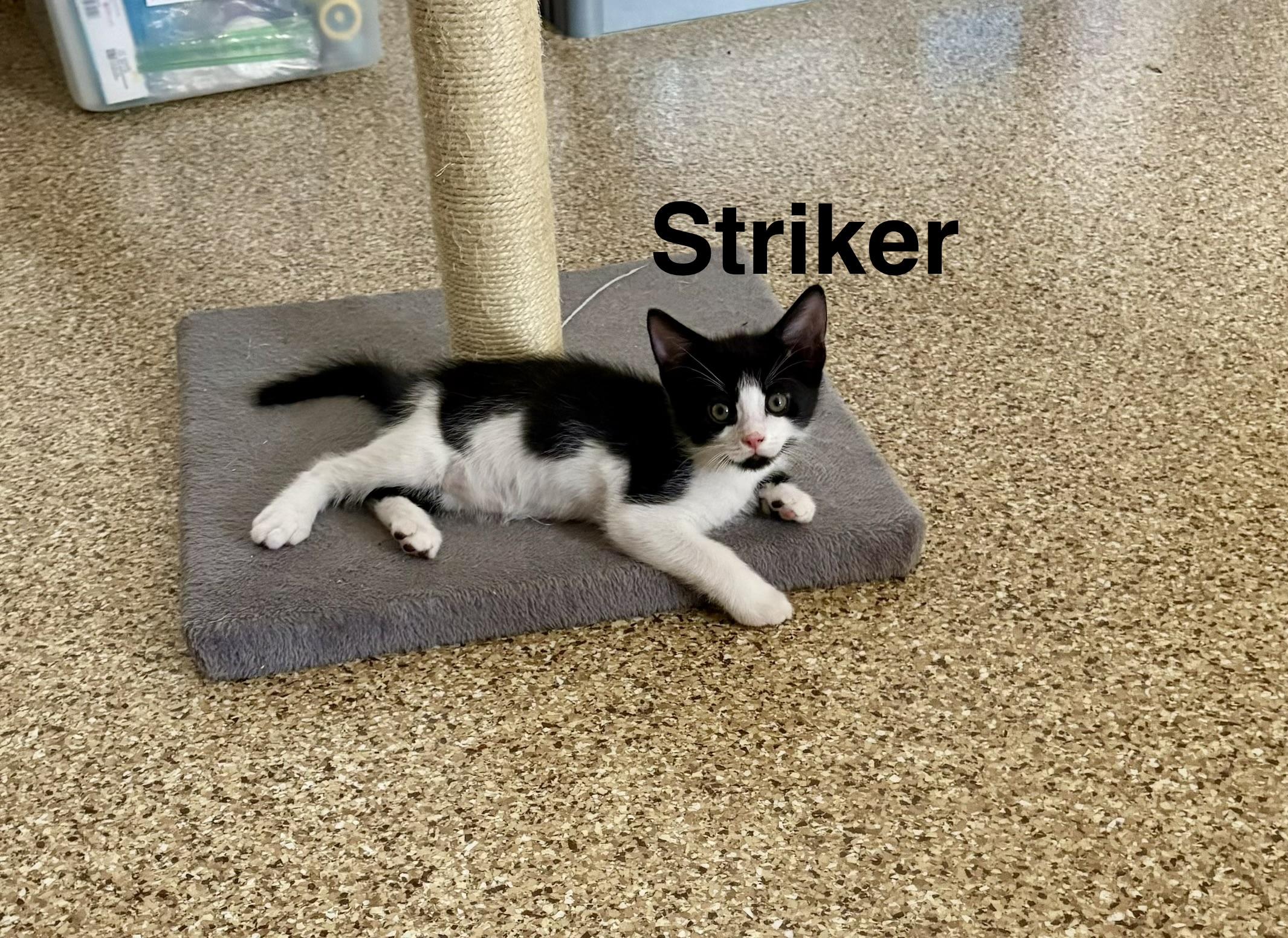 Striker, Adoptable, Kitten Male Tuxedo.