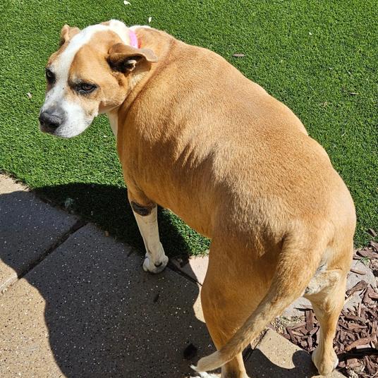Enlarge Cookie, a Adoptable American Staffordshire Terrier in Pahrump, NV image 1/2