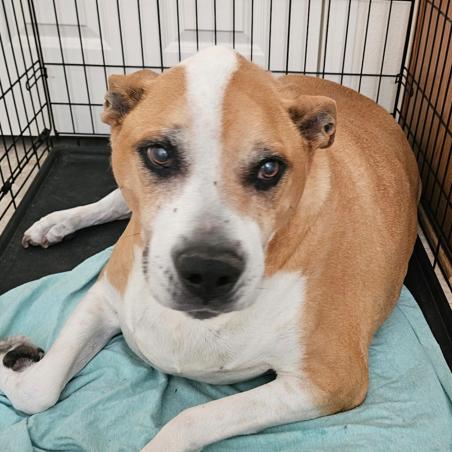Enlarge Cookie, a Adoptable American Staffordshire Terrier in Pahrump, NV image 2/2