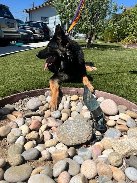 Enlarge Weeny Cooper, a Adoptable German Shepherd Dog in Brookfield, CT image 1/13