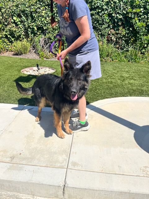 Enlarge Weeny Cooper, a Adoptable German Shepherd Dog in Brookfield, CT image 2/13
