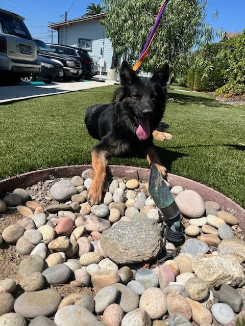 Enlarge Weeny Cooper, a Adoptable German Shepherd Dog in Brookfield, CT image 3/13