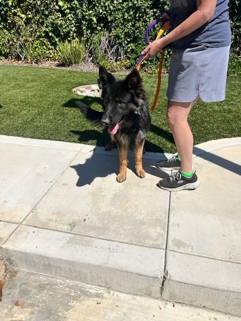 Enlarge Weeny Cooper, a Adoptable German Shepherd Dog in Brookfield, CT image 4/13