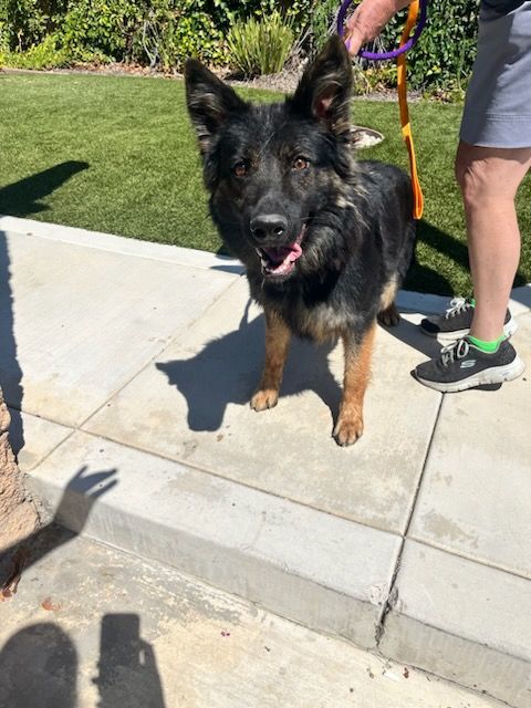 Enlarge Weeny Cooper, a Adoptable German Shepherd Dog in Brookfield, CT image 5/13