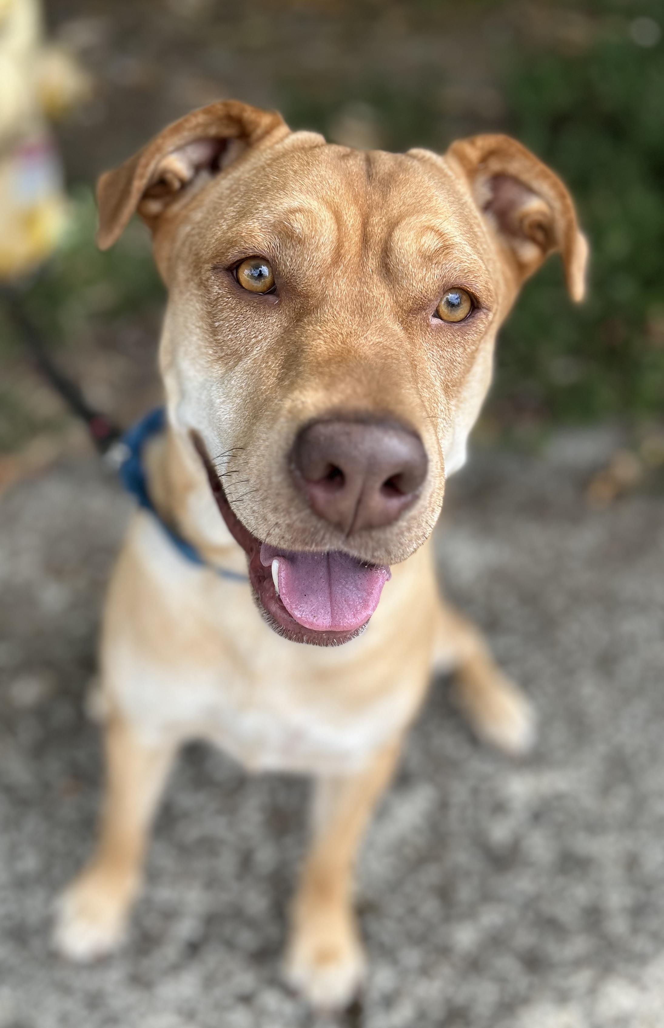 Enlarge Athena, a ADOPTABLE mixed breed in Tigard, OR image 2/5