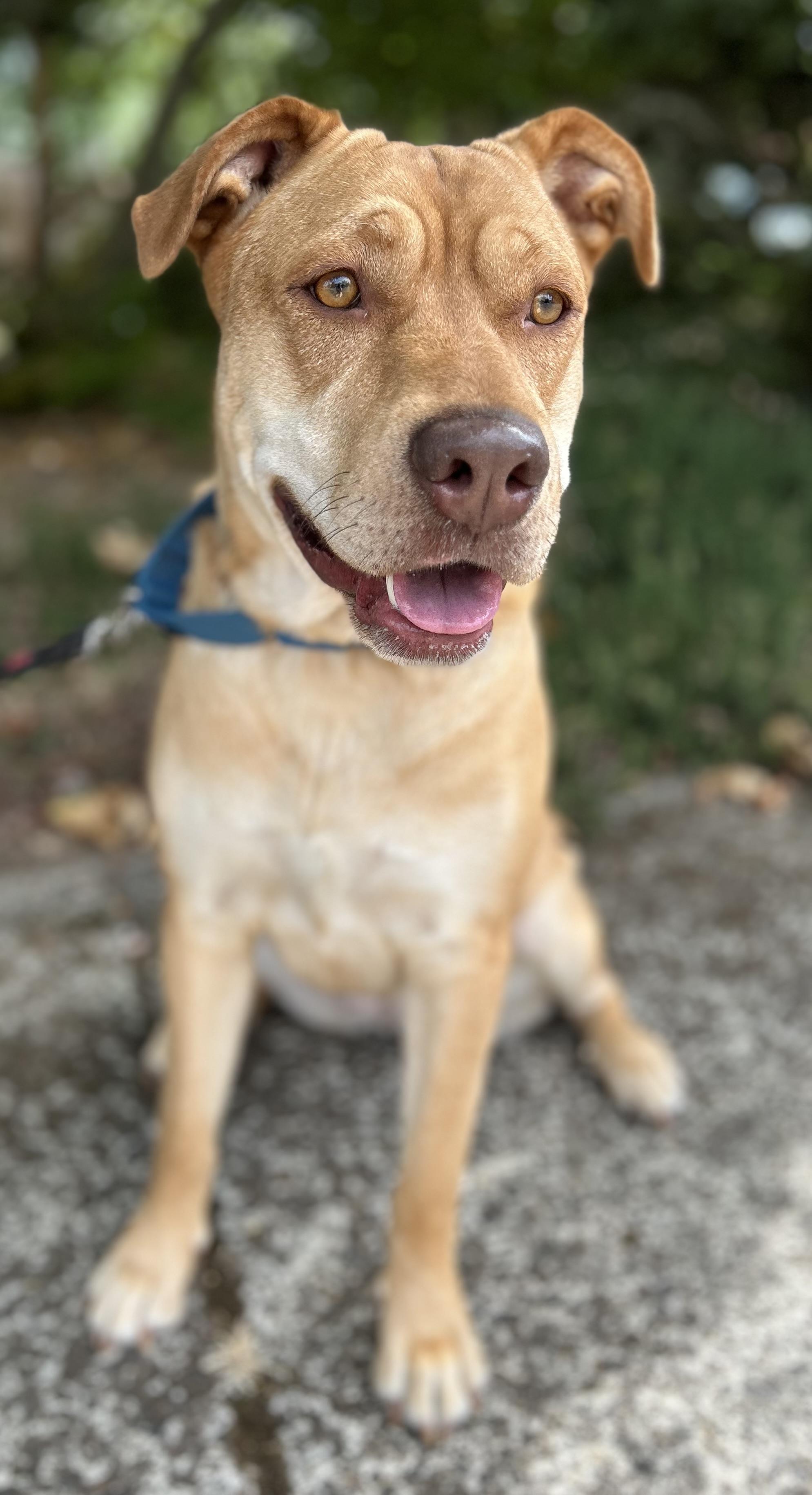 Enlarge Athena, a ADOPTABLE mixed breed in Tigard, OR image 4/5