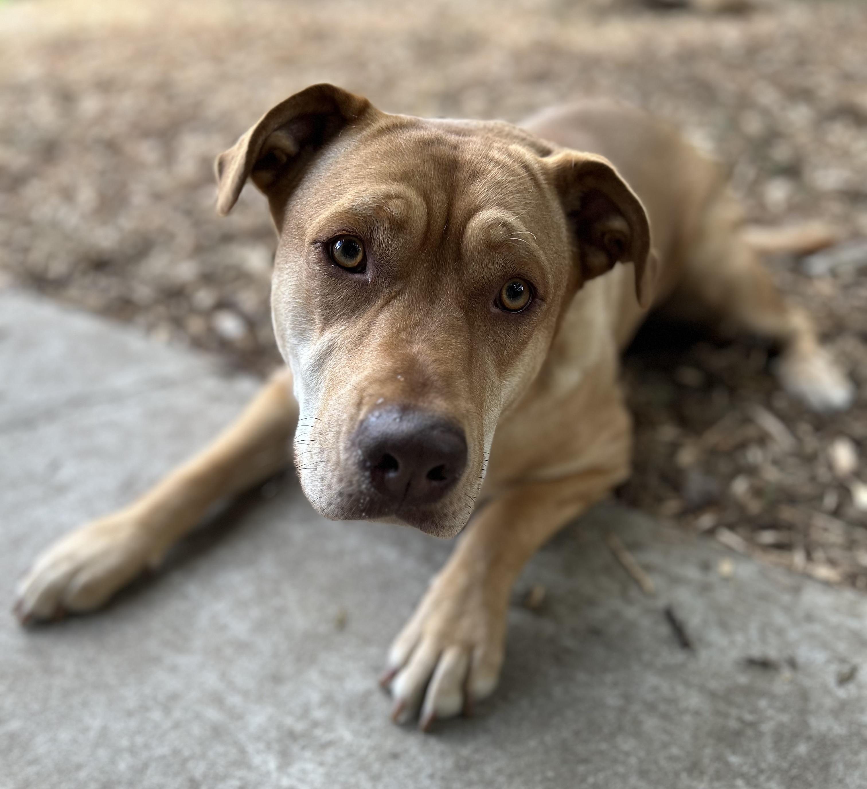 Enlarge Athena, a ADOPTABLE mixed breed in Tigard, OR image 3/5