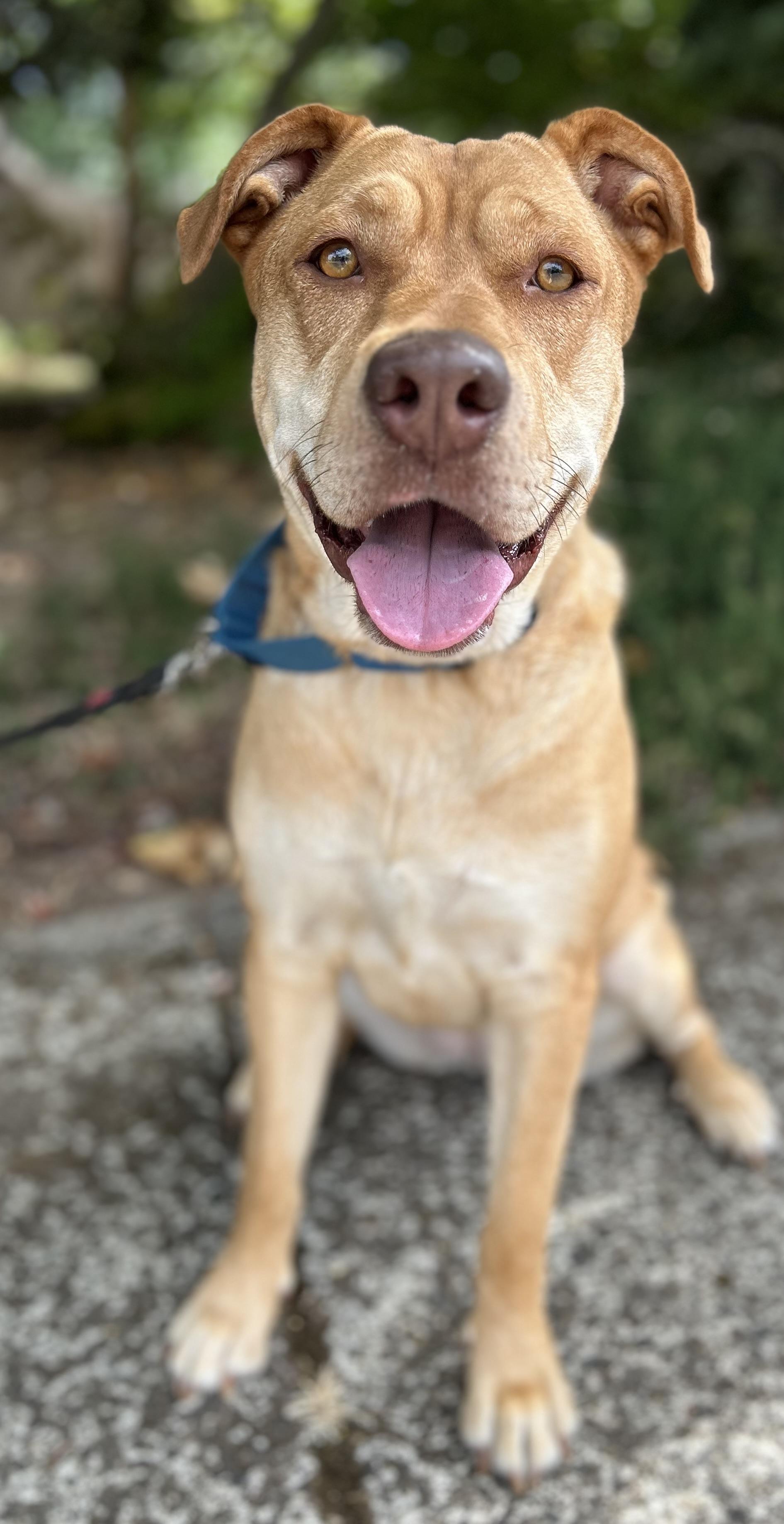 Athena, ADOPTABLE, Adult Female Mastiff & Yellow Labrador Retriever.