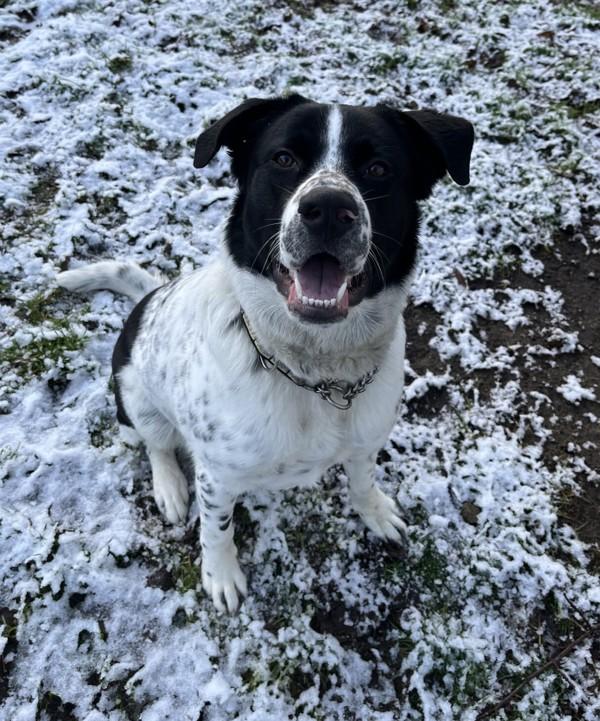 Derick, Adoptable, Adult Male Anatolian Shepherd & Australian Cattle Dog / Blue Heeler.