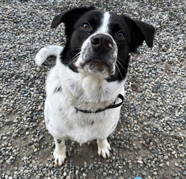 Enlarge Derick, a Adoptable mixed breed in Sechelt, BC image 2/4