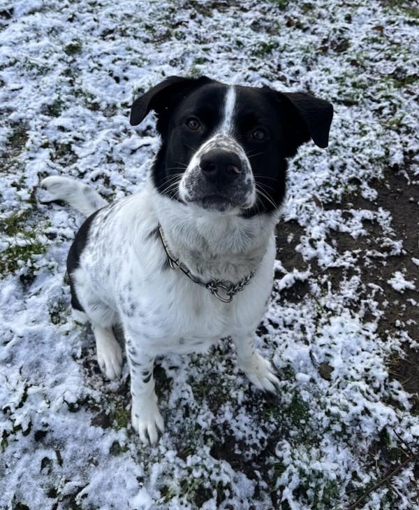 Enlarge Derick, a Adoptable mixed breed in Sechelt, BC image 3/4