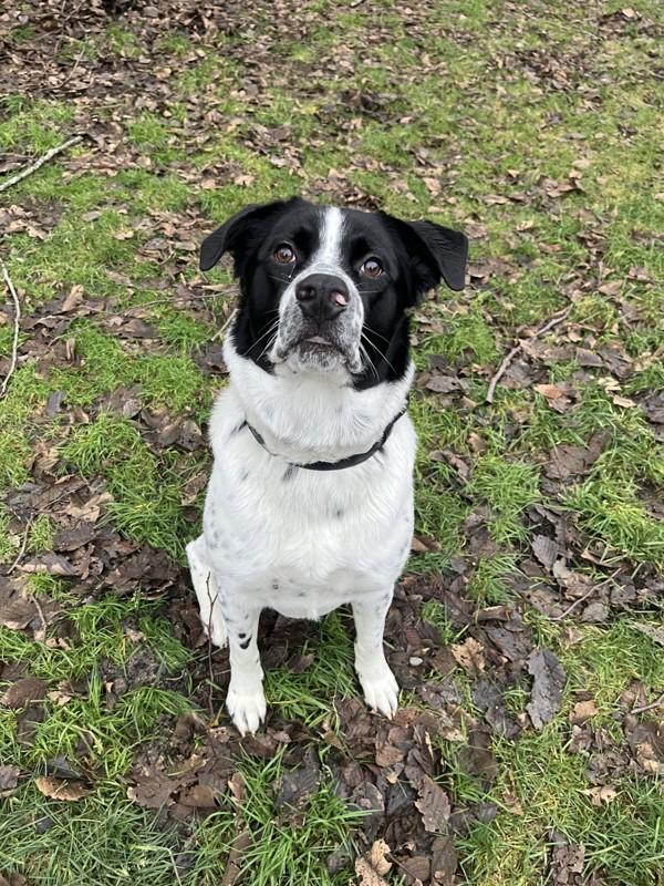 Enlarge Derick, a Adoptable mixed breed in Sechelt, BC image 4/4