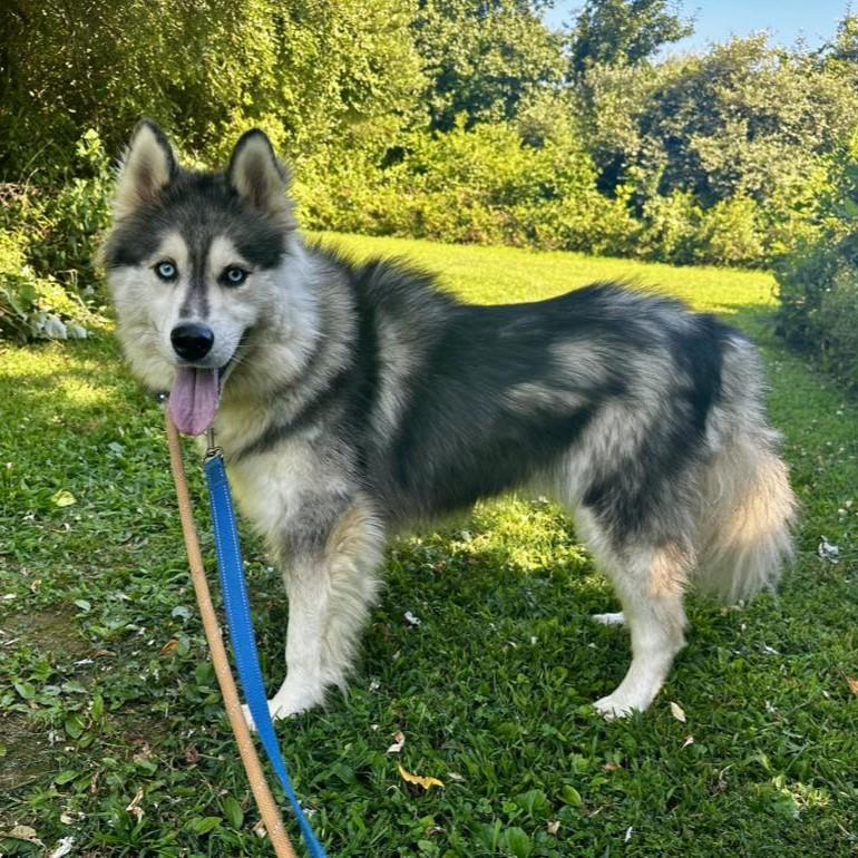 Runic, a Adoptable mixed breed in Phoenixville, PA image 6/6