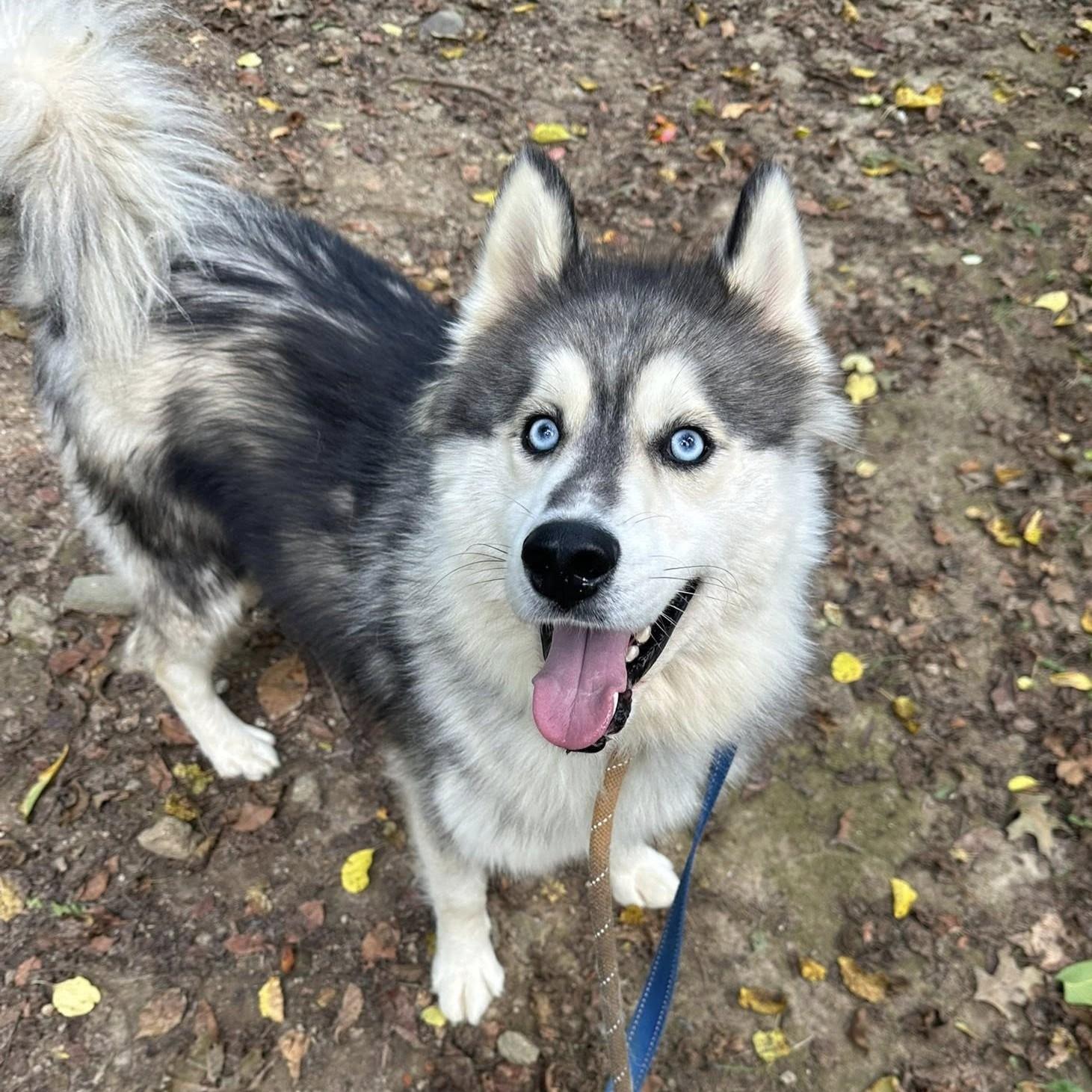 Runic, Adoptable, Adult Male Husky & Alaskan Malamute.