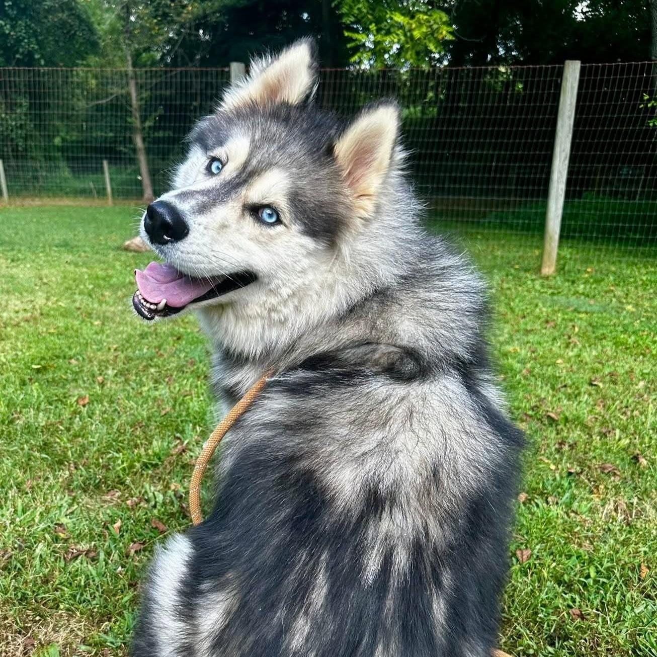 Runic, a Adoptable mixed breed in Phoenixville, PA image 3/6