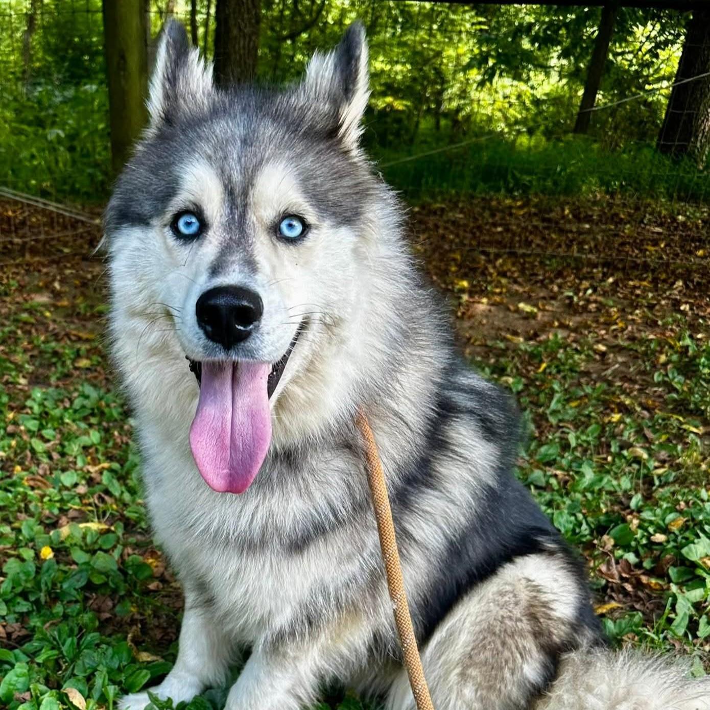 Runic, a Adoptable mixed breed in Phoenixville, PA image 5/6