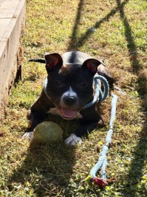 FRED, Adoptable, Young Male Pit Bull Terrier.