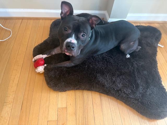 FRED, Adoptable, Adult Male Pit Bull Terrier.