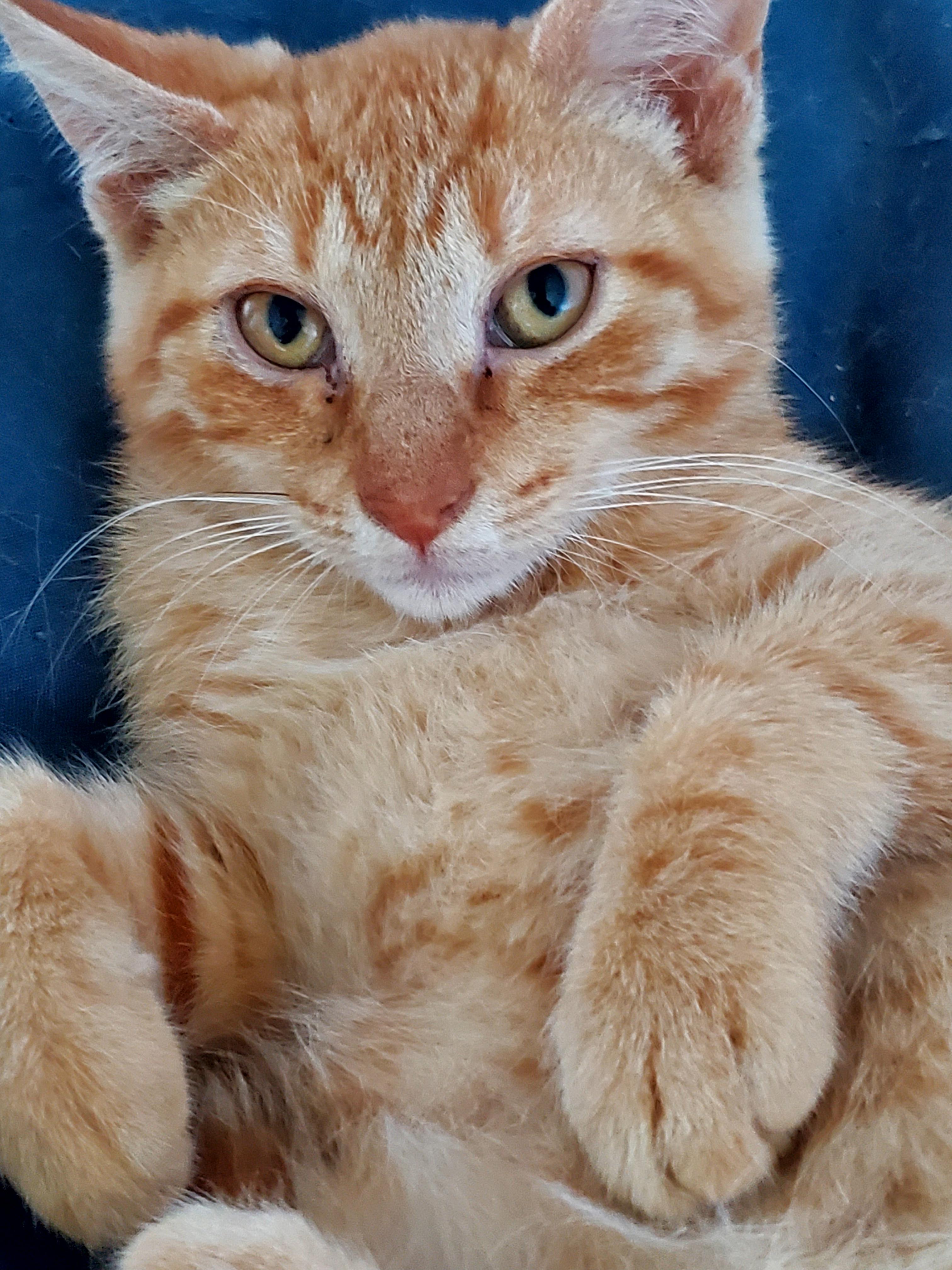 Enlarge Pumpkie (& Spice), a Adopted American Shorthair in Gladwin, MI image 1/5