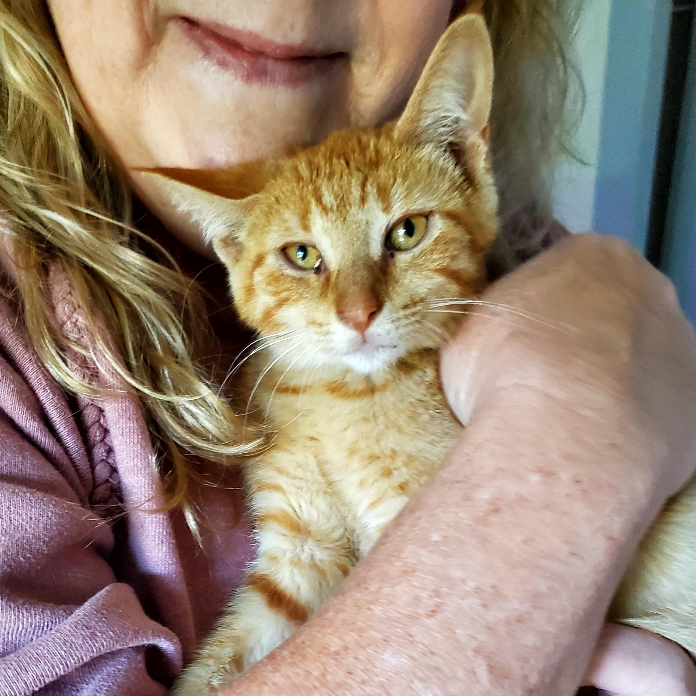 Enlarge Pumpkie (& Spice), a Adopted American Shorthair in Gladwin, MI image 2/5